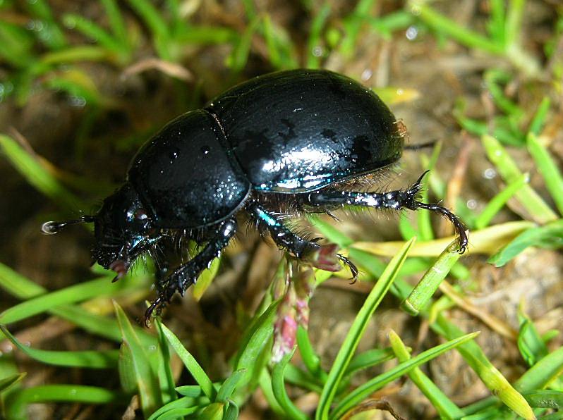 Anoplotrupes stercorosus